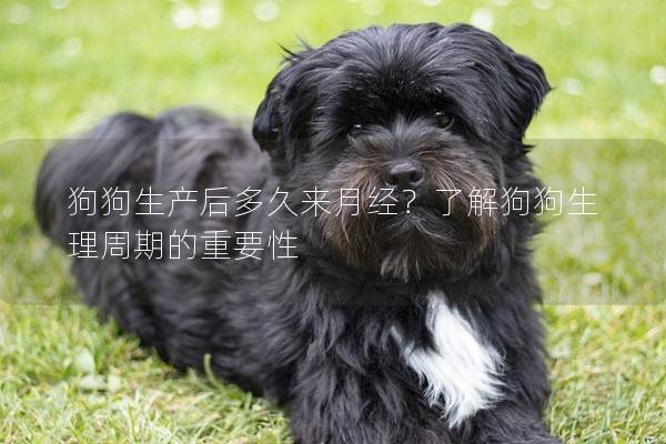 狗狗生產(chǎn)后多久來月經(jīng)？了解狗狗生理周期的重要性