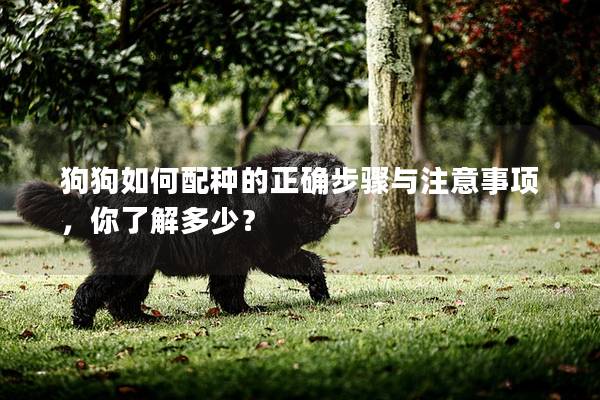 狗狗如何配種的正確步驟與注意事項，你了解多少？