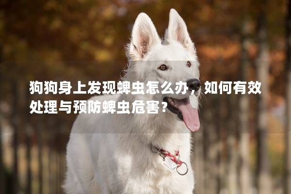 狗狗身上發(fā)現(xiàn)蜱蟲怎么辦，如何有效處理與預防蜱蟲危害？