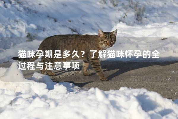 貓咪孕期是多久？了解貓咪懷孕的全過程與注意事項