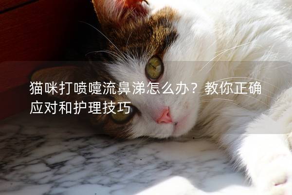 貓咪打噴嚏流鼻涕怎么辦？教你正確應(yīng)對和護(hù)理技巧