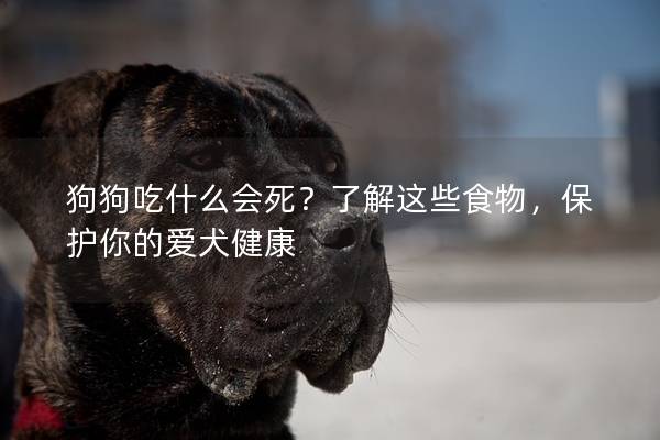 狗狗吃什么會死？了解這些食物，保護你的愛犬健康