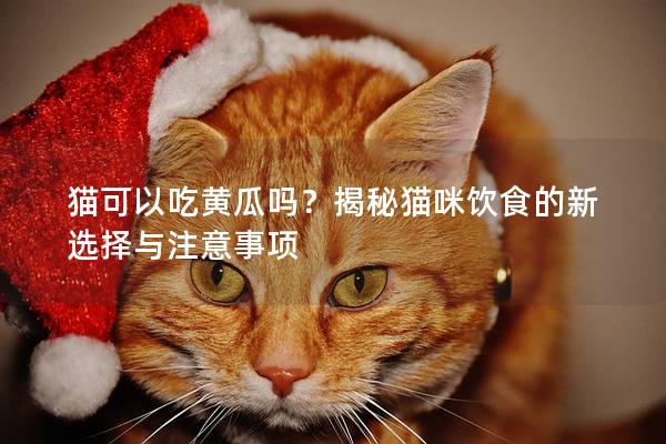 貓可以吃黃瓜嗎？揭秘貓咪飲食的新選擇與注意事項