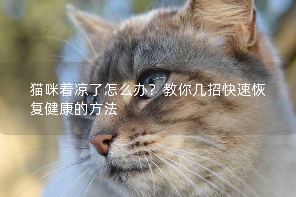 貓咪著涼了怎么辦？教你幾招快速恢復健康的方法