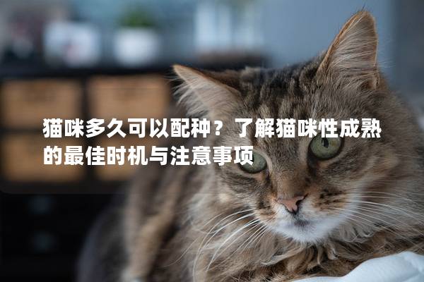 貓咪多久可以配種？了解貓咪性成熟的最佳時機與注意事項