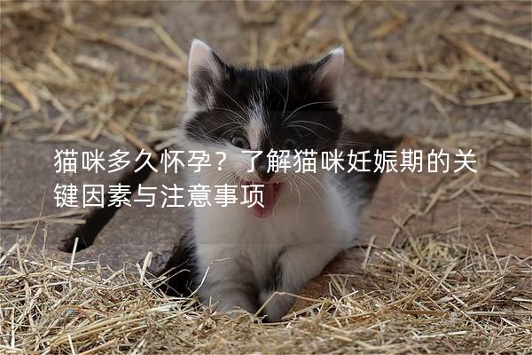 貓咪多久懷孕？了解貓咪妊娠期的關鍵因素與注意事項