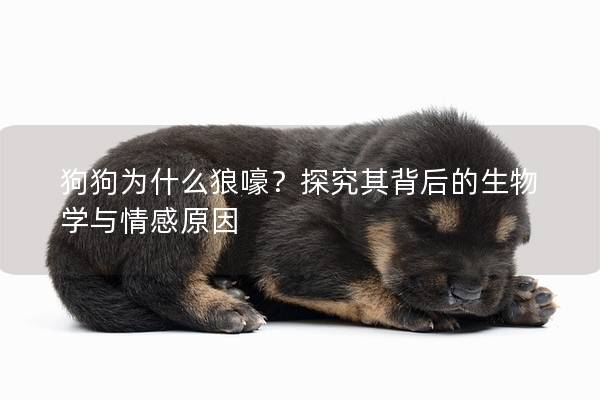 狗狗為什么狼嚎？探究其背后的生物學(xué)與情感原因