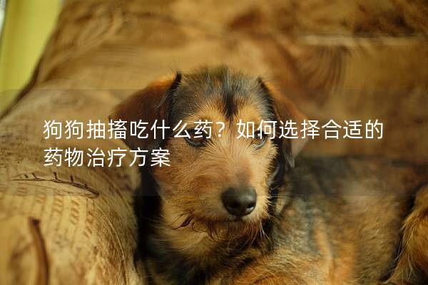 狗狗抽搐吃什么藥？如何選擇合適的藥物治療方案