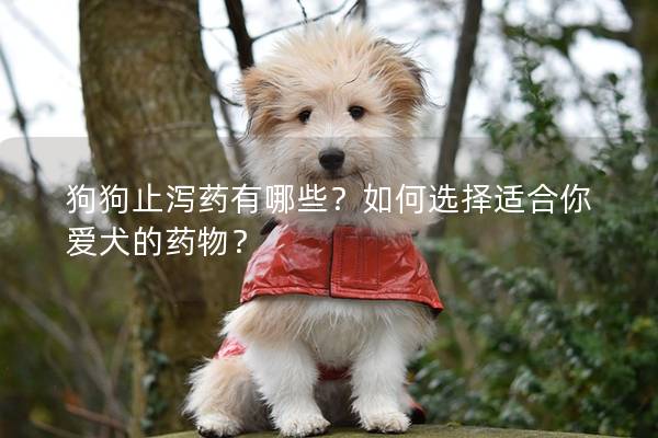狗狗止瀉藥有哪些？如何選擇適合你愛犬的藥物？