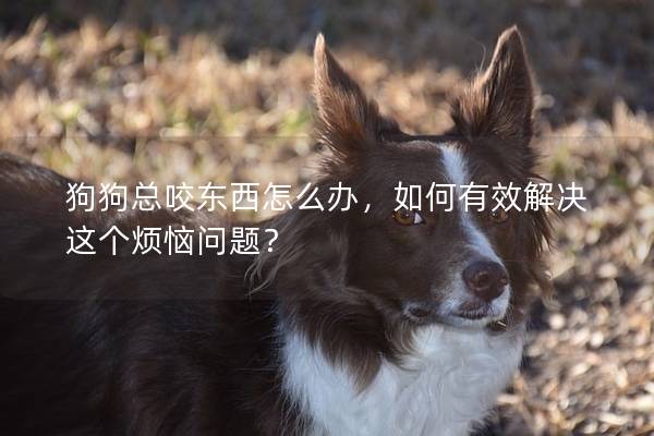 狗狗總咬東西怎么辦，如何有效解決這個煩惱問題？