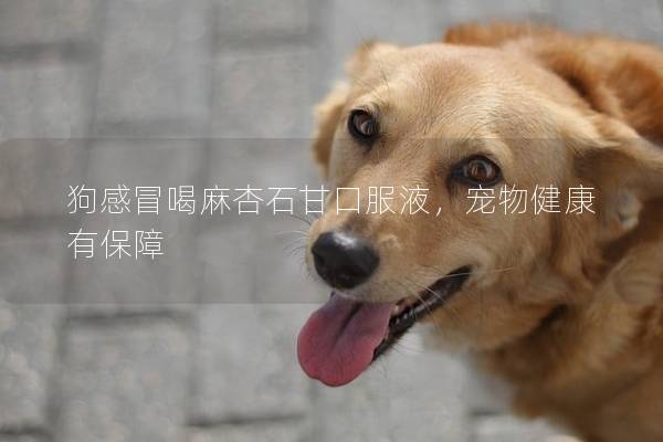 狗感冒喝麻杏石甘口服液,寵物健康有保障 狗感冒喝麻杏石甘口服液,寵物健康有保障
