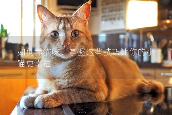 如何養(yǎng)貓咪，掌握這些技巧讓你的小貓更幸福