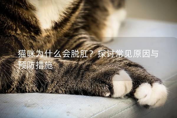 貓咪為什么會脫肛？探討常見原因與預防措施