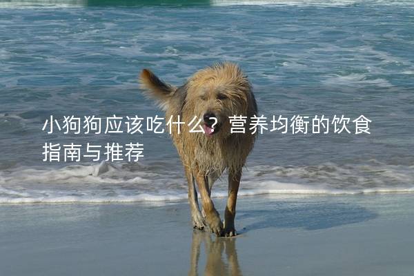 小狗狗應該吃什么？營養均衡的飲食指南與推薦