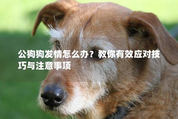 公狗狗發(fā)情怎么辦？教你有效應(yīng)對技巧與注意事項