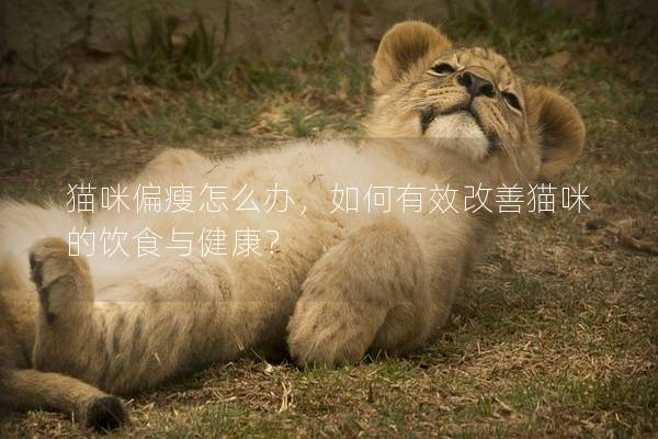 貓咪偏瘦怎么辦，如何有效改善貓咪的飲食與健康？