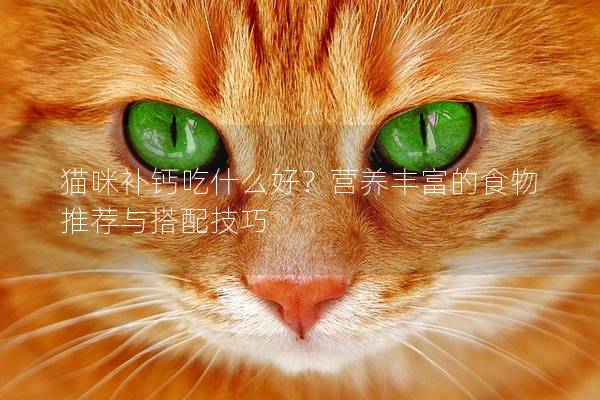 貓咪補鈣吃什么好？營養豐富的食物推薦與搭配技巧