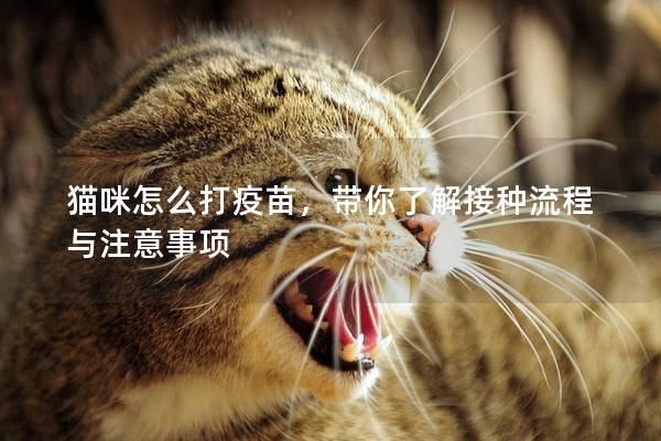 貓咪怎么打疫苗，帶你了解接種流程與注意事項(xiàng)