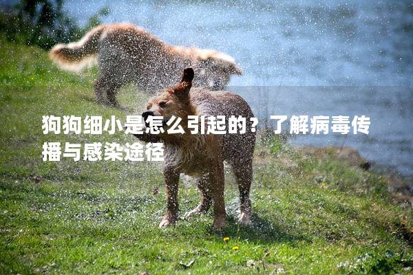 狗狗細小是怎么引起的？了解病毒傳播與感染途徑