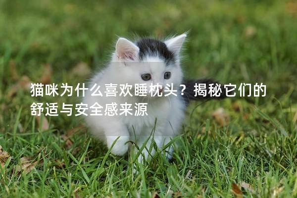貓咪為什么喜歡睡枕頭？揭秘它們的舒適與安全感來源