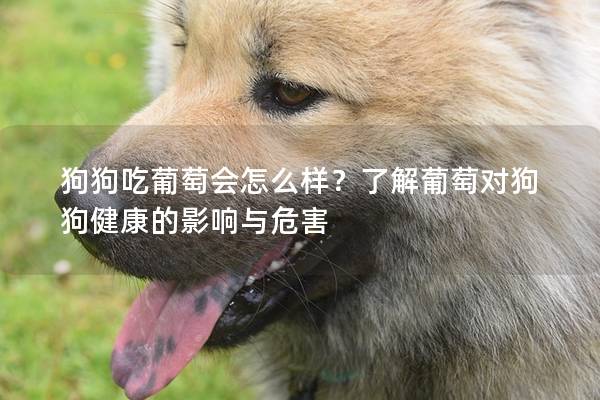 狗狗吃葡萄會怎么樣？了解葡萄對狗狗健康的影響與危害