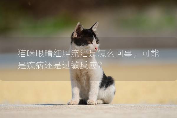貓咪眼睛紅腫流淚是怎么回事，可能是疾病還是過敏反應？