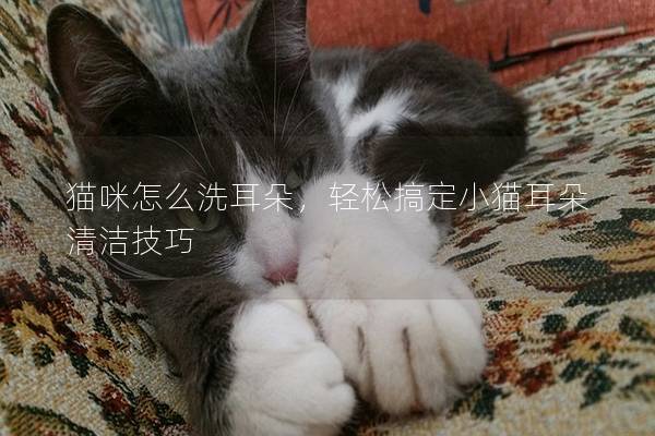 貓咪怎么洗耳朵，輕松搞定小貓耳朵清潔技巧