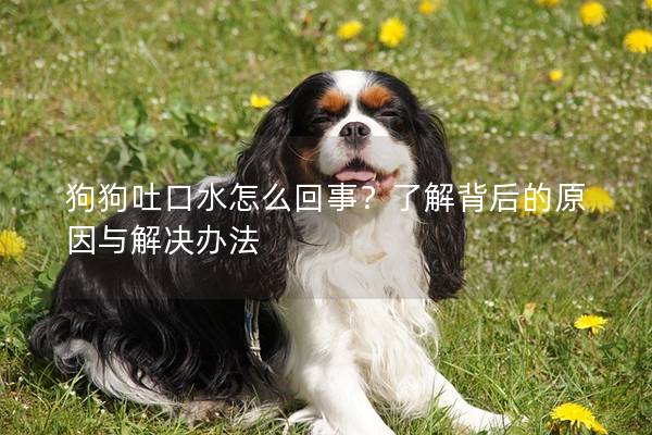 狗狗吐口水怎么回事？了解背后的原因與解決辦法