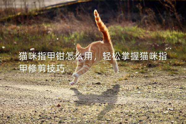貓咪指甲鉗怎么用，輕松掌握貓咪指甲修剪技巧
