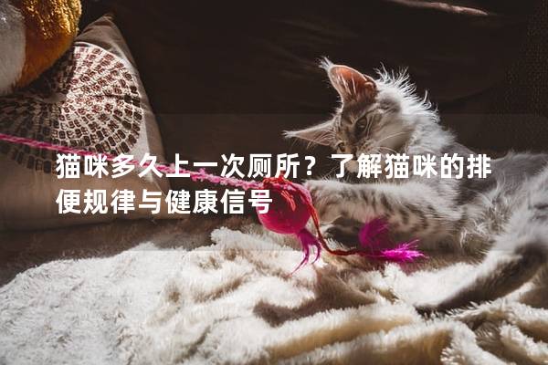 貓咪多久上一次廁所？了解貓咪的排便規律與健康信號