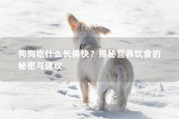 狗狗吃什么長得快？揭秘營養飲食的秘密與建議