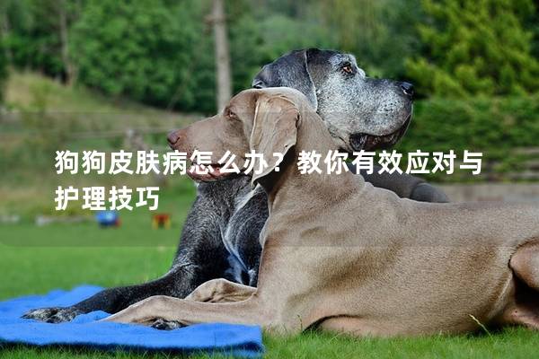 狗狗皮膚病怎么辦？教你有效應對與護理技巧