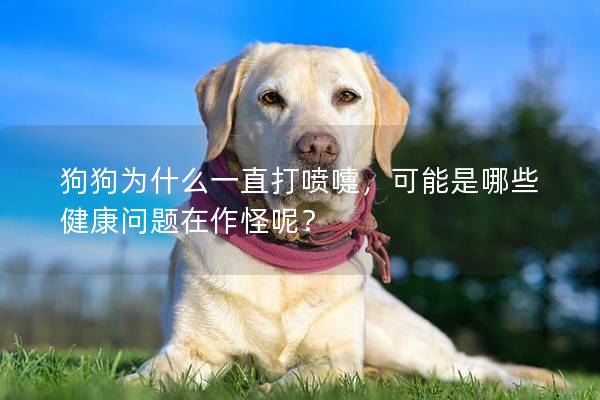 狗狗為什么一直打噴嚏，可能是哪些健康問題在作怪呢？