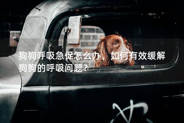 狗狗呼吸急促怎么辦，如何有效緩解狗狗的呼吸問題？