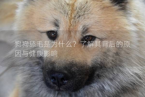 狗狗舔毛是為什么？了解其背后的原因與健康影響
