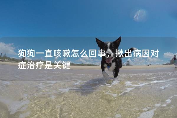 狗狗一直咳嗽怎么回事，揪出病因?qū)ΠY治療是關(guān)鍵