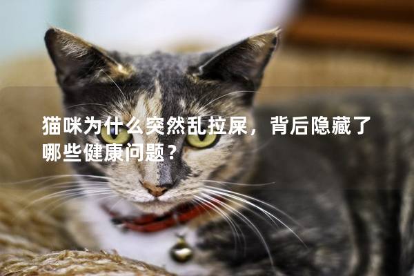 貓咪為什么突然亂拉屎，背后隱藏了哪些健康問題？
