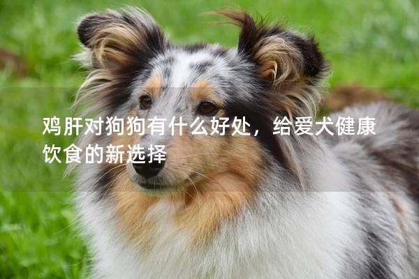 雞肝對狗狗有什么好處，給愛犬健康飲食的新選擇