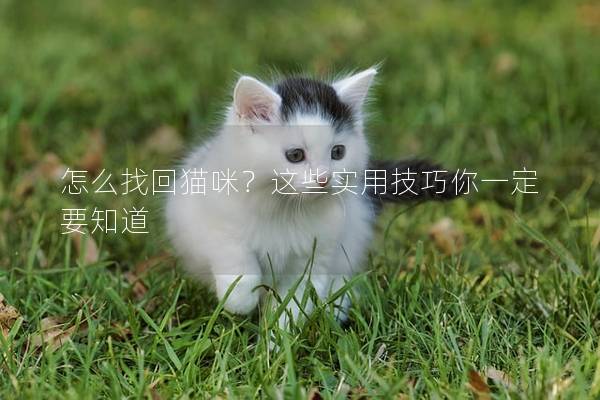 怎么找回貓咪？這些實用技巧你一定要知道