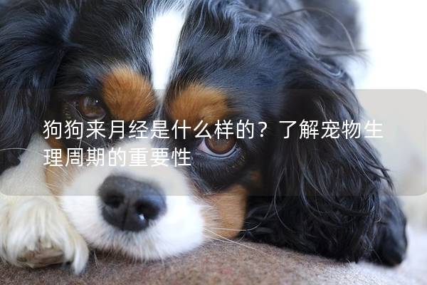 狗狗來月經是什么樣的？了解寵物生理周期的重要性