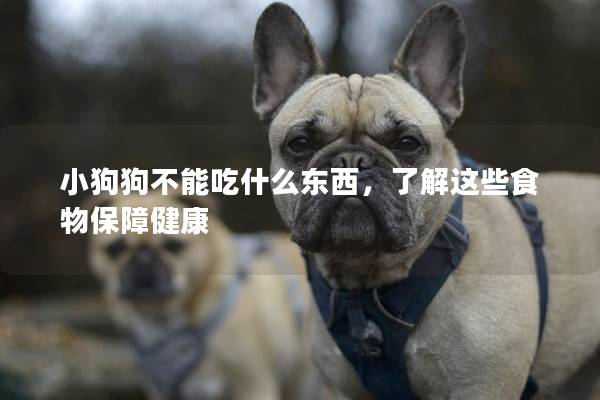 小狗狗不能吃什么東西,了解這些食物保障健康 小狗狗不能吃什么東西,了解這些食物保障健康