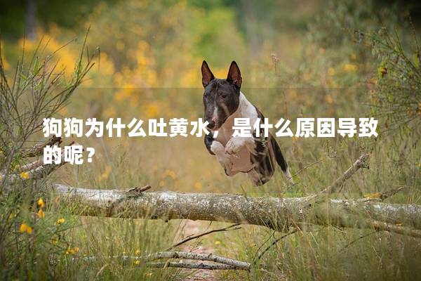 狗狗為什么吐黃水，是什么原因?qū)е碌哪兀?></em><p>狗狗為什么吐黃水，是什么原因?qū)е碌哪兀?/p><span>2024-11-19</span></a></li><li><a title=
