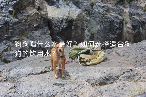 狗狗喝什么水最好？如何選擇適合狗狗的飲用水？
