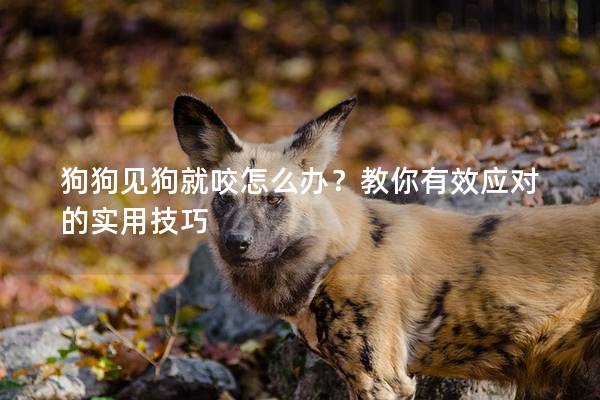 狗狗見狗就咬怎么辦？教你有效應(yīng)對(duì)的實(shí)用技巧