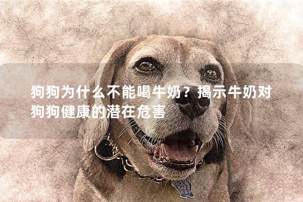 狗狗為什么不能喝牛奶？揭示牛奶對狗狗健康的潛在危害