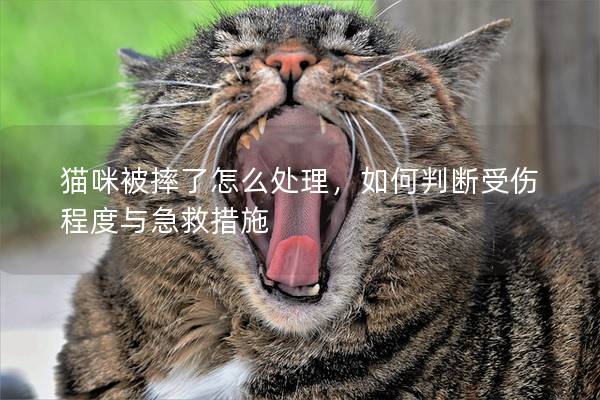 貓咪被摔了怎么處理，如何判斷受傷程度與急救措施