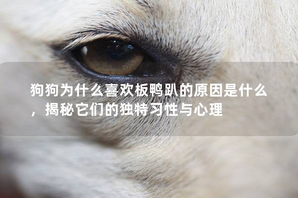 狗狗為什么喜歡板鴨趴的原因是什么，揭秘它們的獨(dú)特習(xí)性與心理