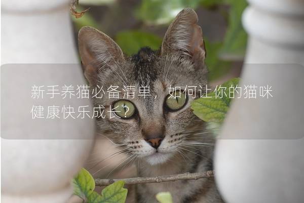 新手養(yǎng)貓必備清單,如何讓你的貓咪健康快樂(lè)成長(zhǎng)? 新手養(yǎng)貓必備清單,如何讓你的貓咪健康快樂(lè)成長(zhǎng)?