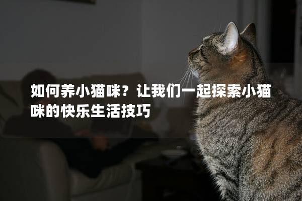 如何養(yǎng)小貓咪？讓我們一起探索小貓咪的快樂生活技巧