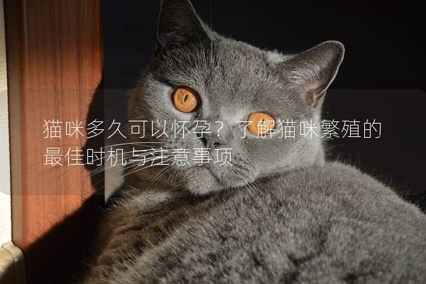 貓咪多久可以懷孕？了解貓咪繁殖的最佳時機與注意事項